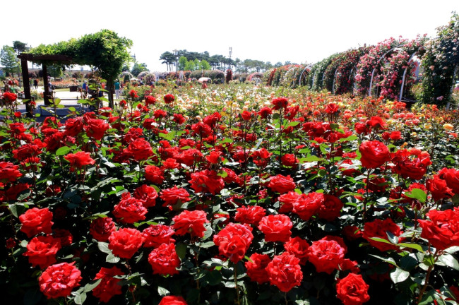 제15회 곡성세계장미축제, 오는 16일 개막