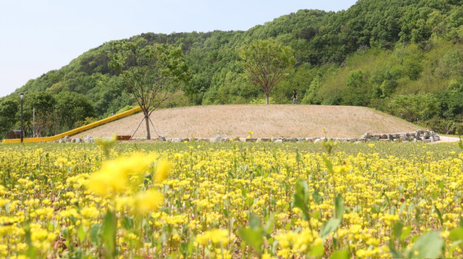 금광호수에 펼쳐진 노란물결, 수석정 수변화원이 열렸습니다