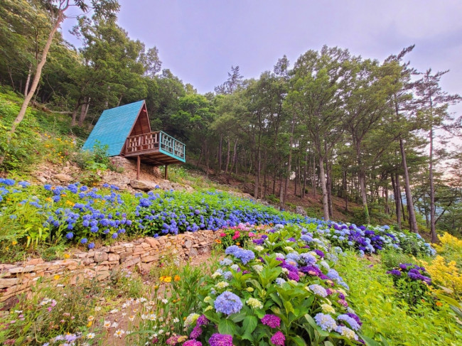 전남도, 형형색색 수국꽃 만발한 남도 정원서 힐링하세요