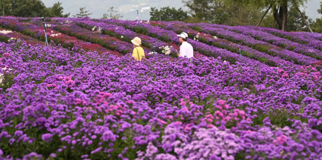 거창군, '제5회 감악산 꽃별여행' 축제 성공적 마무리